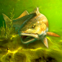 icon My Fishing World