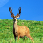 icon HD Deer Wallpapers pour Alcatel OneTouch Pixi 4 (7)