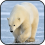 icon Polar Bear Wallpapers