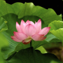 icon Lotus Flower Wallpapers