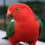 icon Talking Parrot Free LWP pour LG Harmony