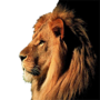 icon اصوات الحيوانات pour oppo A79