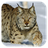 icon Lynx. Video Wallpaper 1.02