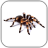 icon Spider Video Live Wallpaper 2.0