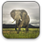 icon Elephant Video Wallpaper 1.4