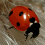 icon Ladybug - Live Wallpaper pour BLU S1