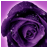 icon Roses Wallpaper 1.6.4.2