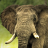 icon live elephant wallpaper 5.00