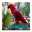 icon Talking Birds 1.0