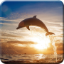 icon Dolphin Live Wallpaper