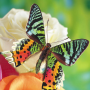 icon Butterfly Jigsaw Puzzles