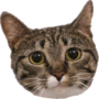 icon Cat Teaser pour Cube iWork8 Air