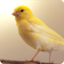 icon Canary Ringtones