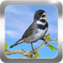 icon Canto de Coleiro pour Doogee Y6 Max 3D