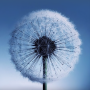 icon Dandelion Live Wallpaper pour Samsung Galaxy S9 Active