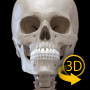 icon Skeleton | 3D Anatomy pour Huawei Honor 8 Lite