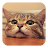 icon Q Cat 2.7