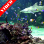 icon Video Wallpaper: Aquarium