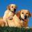 icon Labrador Retrievers Puzzle 1.0