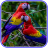 icon Cute Parrot Wallpaper 9.9