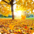 icon Maple Leaf Live Wallpaper 1.0.4