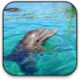 icon Dolphin