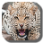 icon Leopard 1.1