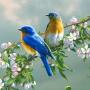 icon 70 Bird Sounds and Ringtones pour Doogee Y6 Max 3D